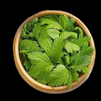 Mint