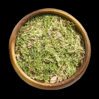 Oregano