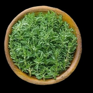 Marjoram