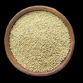 Coriander