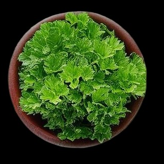 Parsley