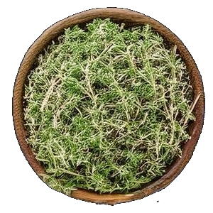 Oregano
