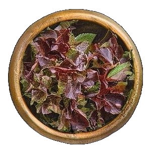 Purple basil